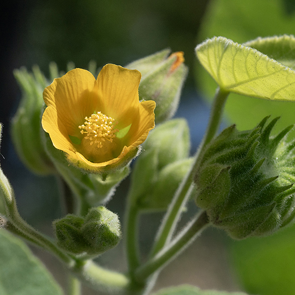 Velvetleaf is a ubiquitous, graceless plant loved by few but with a long history. The stems can reach up to 7' tall and are covered with short hairs. Flowers develop singly on 1" stalks arising from a leaf axil. Each flower is 3/4" across; it has 5 light-green, lance-shaped sepals covered in fine hairs and shorter than the petals, 5 golden yellow petals widest at their tips, numerous stamens with golden-yellow anthers, and a single pistil with multiply-branched styles. Velvetleaf was deliberately introduced to North America (by Ben Franklin) sometime before 1754 as a fiber crop, but soon escaped cultivation; before the introduction of herbicides, it was a serious agricultural pest, especially in corn fields. Native to Asia.