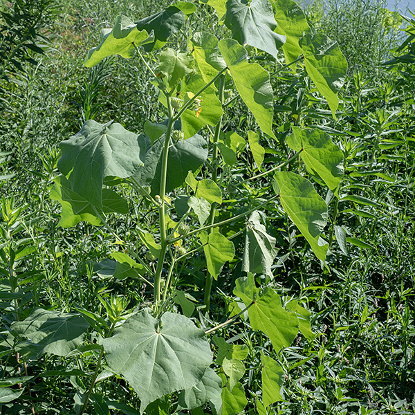 Velvetleaf is a ubiquitous but graceless plant loved by few but with a long history. The stems can reach up to 7' tall and are covered with short hairs. The leaves are alternate, dull-green, heart-shaped, up to 8" long. True to its name, the leaves feel like fine velvet. The fruit is a short, stout cylinder, ~3/4" across, composed of 10-15 segments (seedpods)  arranged like slices cut from a cake; each segment has a distal, pointed, upsweeping "beak". The fruit is initially green but turns brown with maturity; each segment breaks open on the upper surface to release the seeds when the plant is shaken by the wind. Velvetleaf was deliberately introduced to North America sometime before 1754 as a fiber crop, but soon escaped cultivation; before the introduction of herbicides, it was a serious agricultural pest, especially in corn fields. Native to Asia.