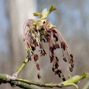 Boxelder trees reach respectable sizes — up to 60' tall and with a trunk up to 4.5' in diameter (although 3' is more typical). Branching is rapid such that the crown may be wider than the tree is tall. Boxelder is dioecious — trees either produce all male (staminate) or all female (pistillate) flowers. Neither male or female flowers have petals; both consist of drooping, hairy filaments that bear either 5 reddish-brown anthers (male as in the image) or a greenish-white, deeply-forked style (female).  The flowers are wind pollinated.