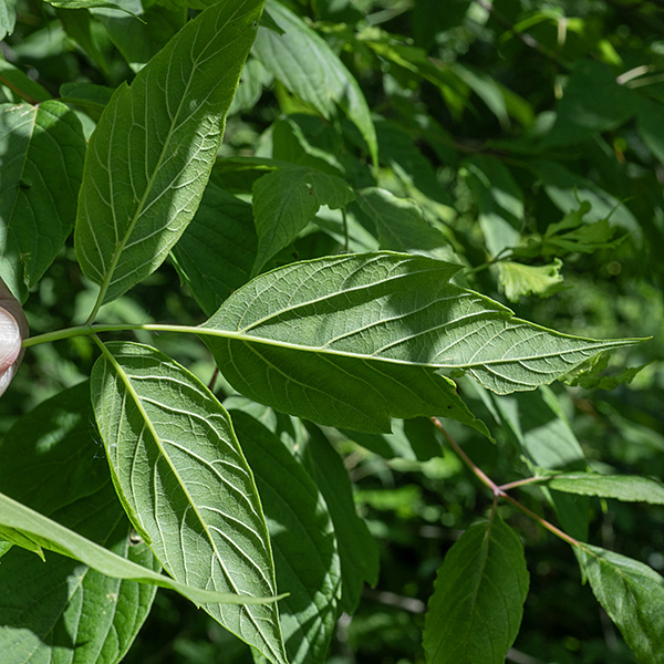 Boxelder leaves are opposite; they are compound and odd-pinnate with 3-7 (usually 3-5) leaflets. The leaflets are 2-4" long and half as wide, with smooth to sparsely-toothed margins, the underside paler than the top side, and tapering rapidly to a sharp tip. The odd (apical) leaflet is often shallowly lobed into one central and two lateral parts.