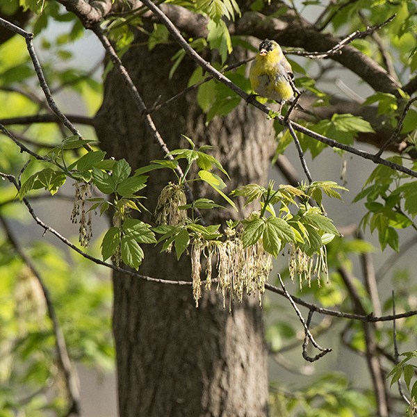 Boxelder trees reach respectable sizes — up to 60' tall and with a trunk up to 4.5' in diameter (although 3' is more typical). The bark is grey with shallow furrows in young trees but light brown with blocky vertical ridges and furrows in mature trees; new twigs are olive green. Branching is rapid such that the crown may be wider than the tree is tall. Boxelder wood is soft and brittle so broken branches are common, but the trees can live to be a century old.
