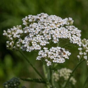 Yarrow is a quite common plant in late spring, 1-2' tall.  The stem is unbranched until just below the flat or dome-shaped flower mass (which can be 2-4" across). Individual flowers are ~1/4" across with 5 white to cream colored ray florets (rarely pink or rose), shallowly notched at the tips, and 10-20 cream to pale-yellowish disc florets. The most recognizable feature of yarrow is the finely-divided, feathery or fern-like leaves, permitting a confident ID even when the plant is not in bloom.