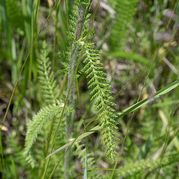 Yarrow’s characteristic leaves are up to 6" long and 1" across (widest in the middle), alternate, sessile, pale green, and pinnate (or doubly pinnate), again often covered with cobwebby hairs. The most recognizable feature of yarrow is the finely-divided, feathery or fern-like leaves, permitting a confident ID even when the plant is not in bloom.