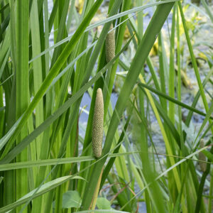 American sweet flag is common on east bank of Columbia Basin and occurs patchily on east bank of East Lagoon. Nearly identical to the (introduced) Eurasian sweet flag (Acorus calamus). The former has 3-6 major veins running the length of the leaf while the latter has only a single vein; the two are difficult to distinguish. The inflorescence is cigar-shaped and covered with hundreds of tiny (sterile) flowers.