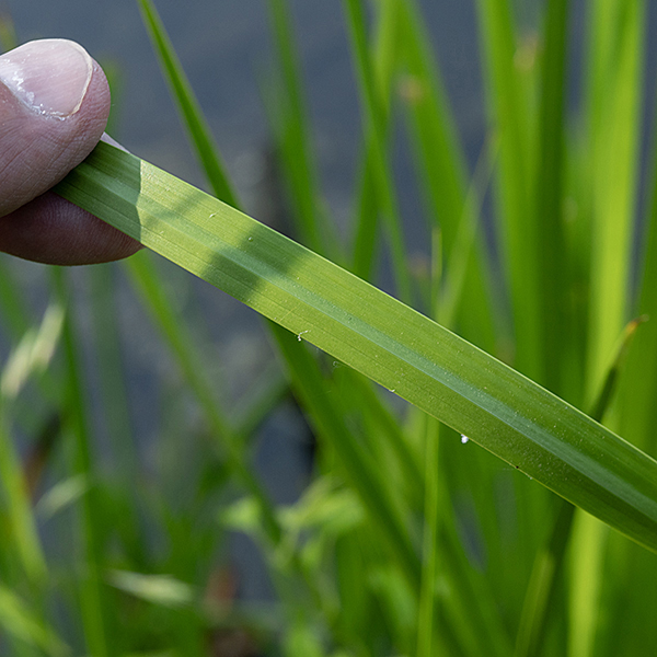 American sweet flag is nearly identical to the (introduced) Eurasian sweet flag (Acorus calamus). The former has 3-6 major veins running the length of the leaf while the latter has only a single vein; the two are difficult to distinguish.