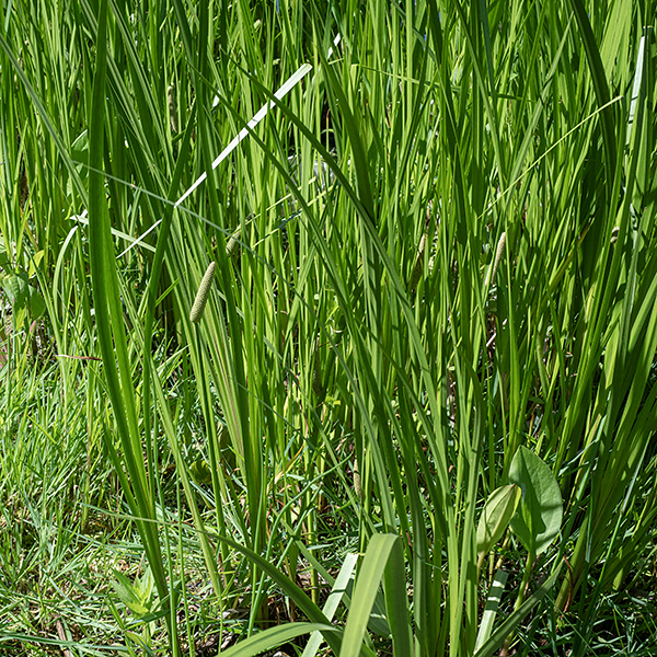 American sweet flag is common on east bank of Columbia Basin and occurs patchily on the east bank of East Lagoon; it is nearly identical to the (introduced) Eurasian sweet flag (Acorus calamus). The former has 3-6 major veins running the length of the leaf while the latter has only a single vein; the two are difficult to distinguish.