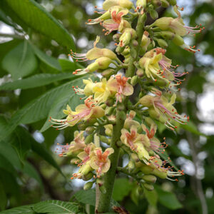 Ohio buckeye flowers occur on a robust, hairy panicle 4-8" tall, usually located near the tips of the smaller branches. The upper flowers in the panicle are primarily male (produce stamens only) while the middle and lower flowers are mostly perfect (produce both pistils and stamens). Flowers are about 1" across, consisting of 4 greenish-yellow petals with rounded tips (sometimes with a reddish patch near their base), 7 white stamens with orange anthers that are longer than the petals (exerted), and (in perfect flowers) a single white style longer than the stamens.