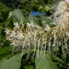 Bottlebrush buckeye is a shrub that can be up to 12' high. Flower spikes are 10-30" long and visually very striking. Individual flowers are tubular, several inches long, with stamens that protrude to double the length of the corolla. Native to Alabama and Georgia; introduced to Illinois. Foliage and fruit very similar to the native Ohio buckeye (A. glabra), but the flowers are quite distinct. Both the nuts and leaves are highly poisonous.