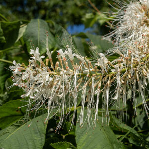 Bottlebrush buckeye is a shrub that can be up to 12' high. Flower spikes are 10-30" long and visually very striking. Individual flowers are tubular, several inches long, with stamens that protrude to double the length of the corolla. Native to Alabama and Georgia; introduced to Illinois. Foliage and fruit very similar to the native Ohio buckeye (A. glabra), but the flowers are quite distinct. Both the nuts and leaves are highly poisonous.
