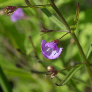 Slender false foxglove plants are 12-14" tall. The flowers of slender false foxglove arise from the leaf axils. Flower buds are bright white and spherical; flowers range from pink to purple, and globular, attached to the tip of an elegant flower stalk (pedicel) and calyx reminiscent of a medieval trumpet (a buisine).  The petals have fine hairs along their margins; there are dark purple spots on the lower interior of the flower.