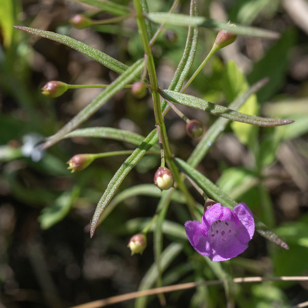 Slender false foxglove's leaves are linear, 1/8" wide and up to 2" long, inserted oppositely on an stem that has an angled cross section.