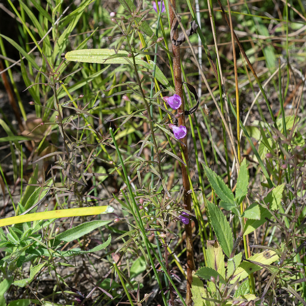 The flowers of slender false foxglove arise from the leaf axils. Flower buds are bright white and spherical; flowers range from pink to purple, and globular, attached to the tip of an elegant flower stalk (pedicel) and calyx reminiscent of a medieval trumpet (a buisine).  The petals have fine hairs along their margins; there are dark purple spots on the lower interior of the flower. Leaves are linear, 1/8" wide and up to 2" long, opposite on an stem with an angled cross section.