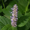 Blue giant hyssop plants are 2-3.5' tall and smell strikingly of anise. Flower spikes are short (