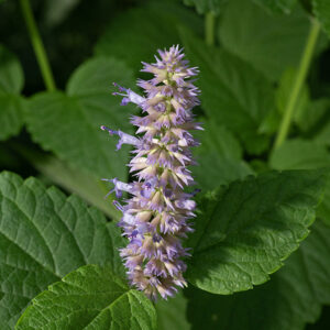 Blue giant hyssop plants are 2-3.5' tall and smell strikingly of anise. Flower spikes are short (<6"). The calyx of the flower is tubular and blue-violet in color; the corolla is ~3/8" long, blue-violet, with an upper and lower lip between which protrude 4 stamens with blue-violet anthers and a style with a cleft tip. Similar to purple giant hyssop (Agastache scrophulariifolia) but the latter lacks the anise scent, has green rather than purple calyxes on the flowers, and the underside of the leaves is green, not white.  Illinois Wildflowers website says "rare in Illinois ….  known to occur in only Menard county…." (the Illinois Natural History Service adds Coles county).