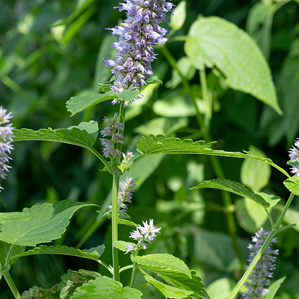 Blue giant hyssop plants are 2-3.5' tall and smell strikingly of anise. Stems are square. Leaves are twice as long as wide, heart- to lance-shaped with a conspicuous pattern of veins on the upper side and crenate margins; the underside is whitish. Similar to purple giant hyssop (Agastache scrophulariifolia) but the latter lacks the anise scent, has green rather than purple calyxes on the flowers, and the underside of the leaves is green, not white.