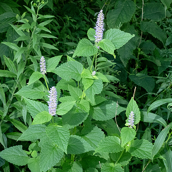 Blue giant hyssop plants are 2-3.5' tall and smell strikingly of anise. Similar to purple giant hyssop (Agastache scrophulariifolia) but the latter lacks the anise scent, has green rather than purple calyxes on the flowers, and the underside of the leaves is green, not white.  Illinois Wildflowers website says "rare in Illinois ….  known to occur in only Menard county…." (the Illinois Natural History Service adds Coles county).