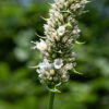Yellow giant hyssop plants are 4-7' tall; the stems are square and conspicuously winged. Flower spikes are up to 8" long. The calyx of the flowers is tubular and green in color; the corolla is ~3/8" long, nominally yellow, with an upper and lower lip between which protrude 4 stamens with yellow anthers and a style with a cleft tip. When in bloom, yellow giant hyssop is easily distinguished from other giant hyssops by the yellow/cream flowers.