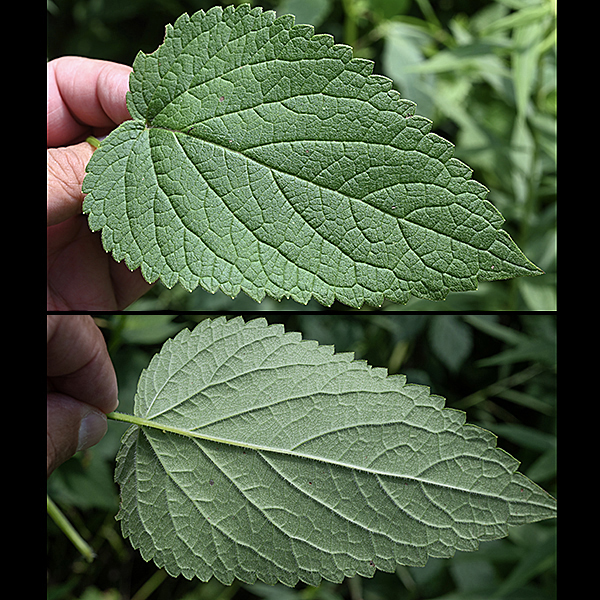 Yellow giant hyssop stems are square and conspicuously winged. Leaves are twice as long as wide, heart- to lance-shaped with a conspicuous pattern of veins on the upper side and coarsely toothed margins; the petioles are hairy.