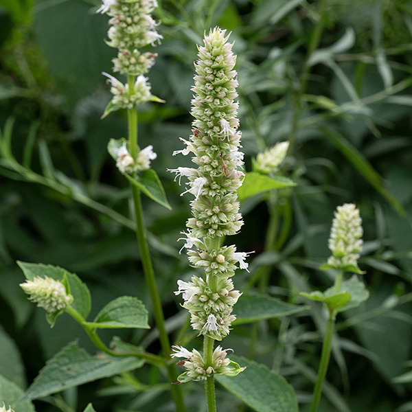 Yellow giant hyssop plants are 4-7' tall; the stems are square and conspicuously winged. Leaves are twice as long as wide, heart- to lance-shaped with a conspicuous pattern of veins on the upper side and coarsely toothed margins; the petioles are hairy. Flower spikes are up to 8" long. The calyx of the flowers is tubular and green in color; the corolla is ~3/8" long, nominally yellow, with an upper and lower lip between which protrude 4 stamens with yellow anthers and a style with a cleft tip. When in bloom, yellow giant hyssop is easily distinguished from other giant hyssops by the yellow/cream flowers.