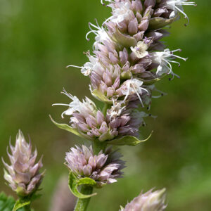 Purple giant hyssop plants are up to 6' tall; the stems are square. Flower spikes are short (<6"). The calyx of flowers is tubular and green; the corolla is ~1/4" long, lavender to pink and occasionally white (the common form in Jackson Park), with an upper and lower lip between which protrude 4 stamens with pink anthers and a style with a cleft tip. Similar to blue giant hyssop (Agastache foeniculum) but the latter smells of anise, has purple rather than green calyxes on the flowers, and the underside of the leaves is white, not green.