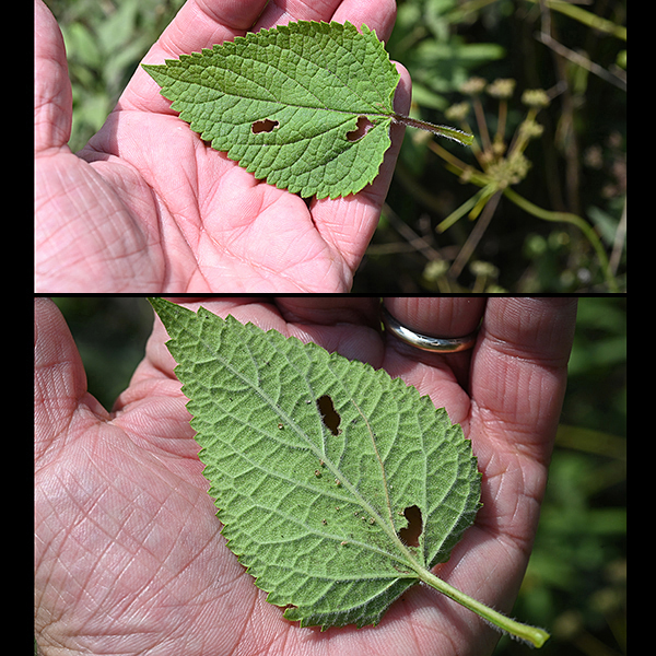 Purple giant hyssop leaves are twice as long as wide, heart- to lance-shaped with a conspicuous pattern of veins on the upper side and coarsely toothed margins; the petioles are hairy. The underside of the leaves is whitish.