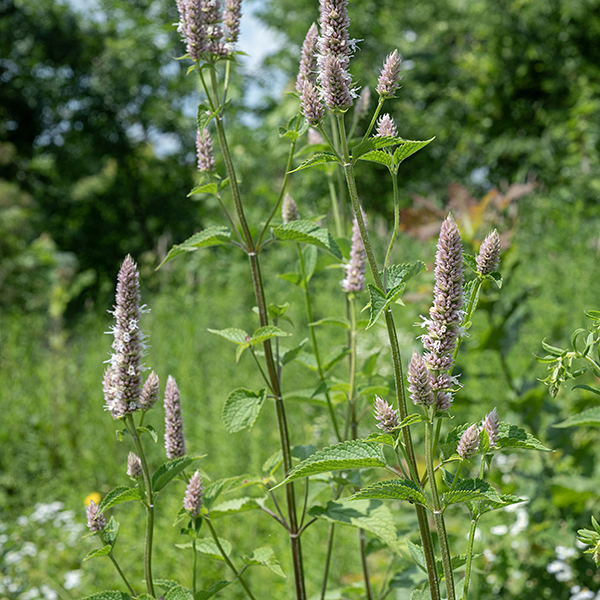 Purple giant hyssop plants are up to 6' tall; the stems are square. Similar to blue giant hyssop (Agastache foeniculum) but the latter smells of anise, has purple rather than green calyxes on the flowers, and the underside of the leaves is white, not green.