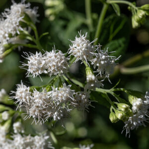 White snakeroot's stems are light green or tan, 1.5-3' tall. Flower clusters are 2-6" across with 9-25 flowers. Individual flowerheads are 1/2" across, composed of 10-30 disk florets with bright white, 5-lobed, spreading corollas and (extended) styles; ray florets are absent. The flowerheads are superficially similar to boneset (Eupatorium spp.) but very different in detail and the leaves of each are distinctive. White snakeroot blooms late into the fall. This plant is highly toxic. The toxins (collectively known as tremetol) are passed to the meat and (especially) milk of herbivores that eat the foliage. Snakeroot toxins (in milk from a dairy cow) likely caused the death of Abraham Lincoln's mother, Nancy Hanks Lincoln.