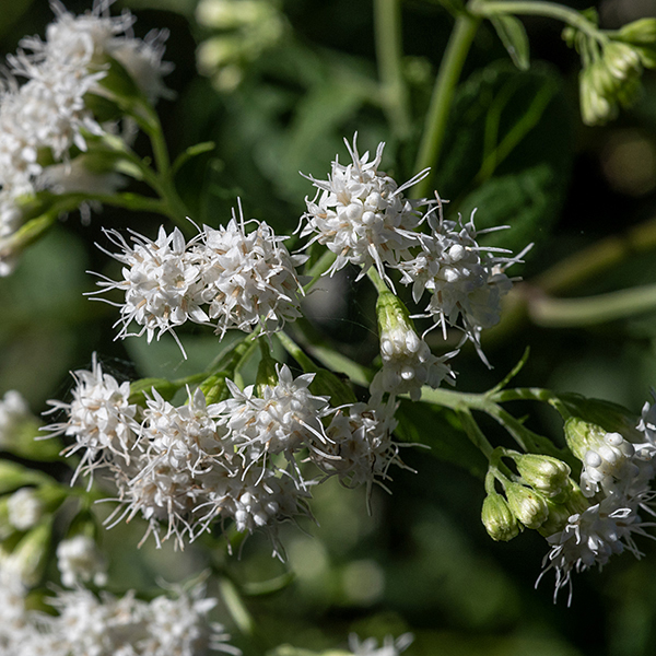 White snakeroot's stems are light green or tan, 1.5-3' tall. Flower clusters are 2-6" across with 9-25 flowers. Individual flowerheads are 1/2" across, composed of 10-30 disk florets with bright white, 5-lobed, spreading corollas and (extended) styles; ray florets are absent. The flowerheads are superficially similar to boneset (Eupatorium spp.) but very different in detail and the leaves of each are distinctive. White snakeroot blooms late into the fall. This plant is highly toxic. The toxins (collectively known as tremetol) are passed to the meat and (especially) milk of herbivores that eat the foliage. Snakeroot toxins (in milk from a dairy cow) likely caused the death of Abraham Lincoln's mother, Nancy Hanks Lincoln.