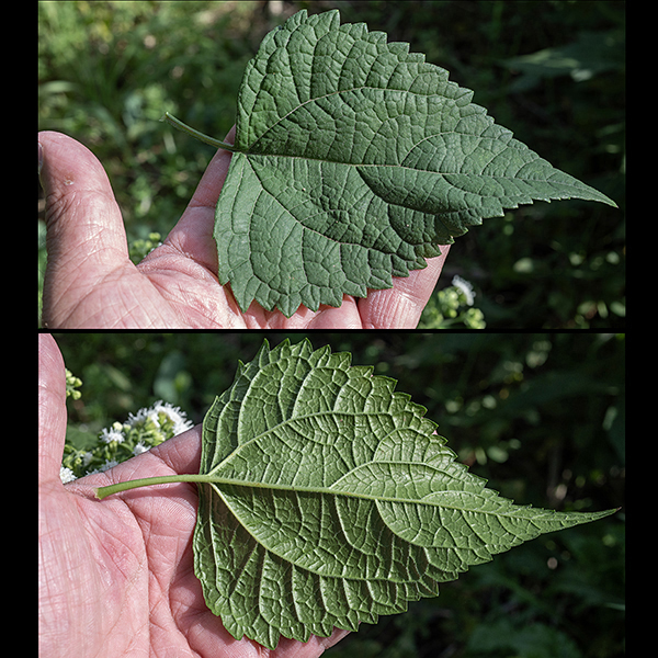 White snakeroot's leaves are opposite, coarsely-toothed, 5" long and 3.5" across, heart-shaped (lower leaves) or lance-shaped (upper leaves), and usually dark green. The leaf blade is convexly arched between veins, giving the leaves a "quilted" appearance. Petioles are 1/2-1.5" long.