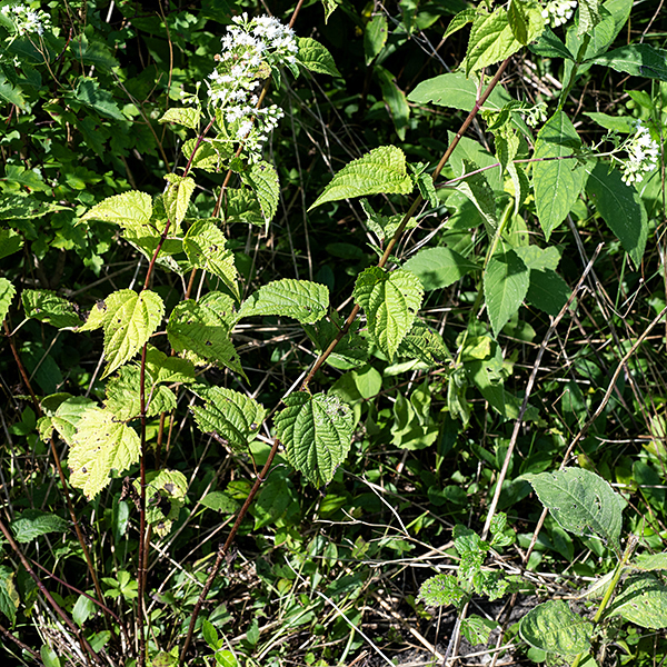 White snakeroot's stems are light green or tan, 1.5-3' tall. The flowers are superficially similar to boneset (Eupatorium spp.) but very different in detail and the leaves of each are distinctive. White snakeroot blooms late into the fall. This plant is highly toxic; the toxins (collectively known as tremetol) are passed to the meat and (especially) milk of herbivores that eat the foliage. Snakeroot toxins (in milk from a dairy cow) likely caused the death of Abraham Lincoln's mother, Nancy Hanks Lincoln.