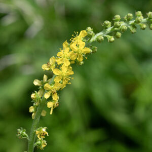 Swamp agrimony has flowers that are yellow and about 1/4" across; they have a tubular green calyx, five yellow petals, about 10 stamens, and a single pistil.