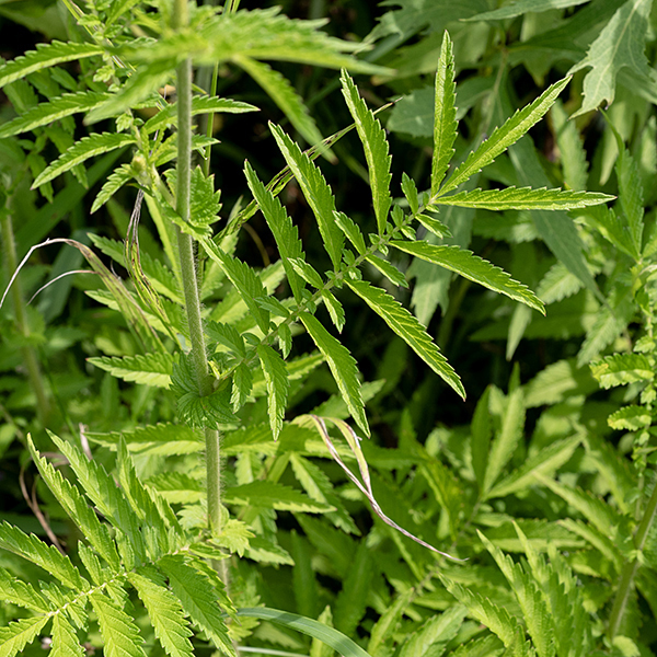 Swamp agrimony has compound leaves that are odd-pinnate with 9-17 narrow, strongly-toothed, primary leaflets and much smaller secondary leaflets inserted between the primaries (a characteristic feature).