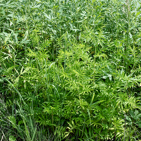 Swamp agrimony fruits are pyramidal on the proximal end with 10 ribs and hooked prickles on distal end.