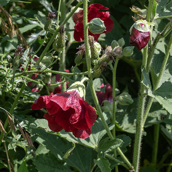 Hollyhock flowers are bowl-shaped and large (3-5" across) with a prominent stalk-like central structure that contains the stamens apically and styles basally. There are 5 petals, 5 sepals, and 6-9 sepal-like bracts; color can vary from white to deep purple.