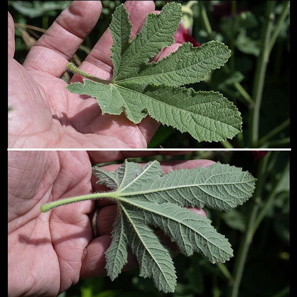 Hollyhock leaves are alternate, lobed to differing degrees, about 8" long and across, with an indentation where the petiole joins the leaf blade. The underside of the blade is light green while the upper side is darker; the leaves are conspicuously wrinkled.