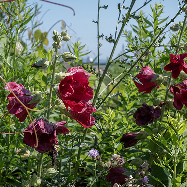 Hollyhock is an exotic with a long history. It was imported to Europe from what is now China sometime in the 15th century. It is not clear when hollyhock was introduced to North America where it repeatedly escapes from cultivation, but it is not an aggressive plant so probably does little damage to native ecosystems. Hollyhock is a tall plant (up to 6-8'), light green, with hairy stems, usually unbranched, and is not woody despite its size.