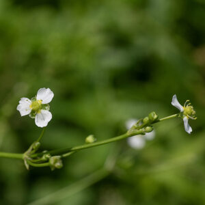 Water plantain is another plantain that's not a plantain, but it does look like one. This plant is an emergent aquatic with a basal rosette of large (up to 7"x 4"), hairless leaves with long petioles that are filled with distinctive spongy tissue (like a cellular foam); the leaves are (largely) parallel-veined. A tall (up to 3') highly-branched, whorled inflorescence rises from the center of the basal rosette; at the tip of each branch is a single 1/4" wide flower with three white petals (with a spot of yellow at their bases), three green sepals (with transparent margins) about half the length of the petals, and six stamens surrounding a greenish center that bears 1-2 dozen pistils.  Water plantain is apparently popular with muskrats. Small-flowered water plantain (Alisma subcordatum) is more common in Illinois, but not known from Jackson Park; water plantain and small-flowered water plantain are nearly identical, but the latter has smaller flowers (1/8") and the petals and sepals on the flower are the same length.