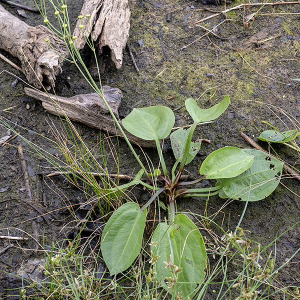 Water plantain is another plantain that's not a plantain, but it does look like one. This plant is an emergent aquatic with a basal rosette of large (up to 7"x 4"), hairless leaves with long petioles that are filled with distinctive spongy tissue (like a cellular foam); the leaves are (largely) parallel-veined.