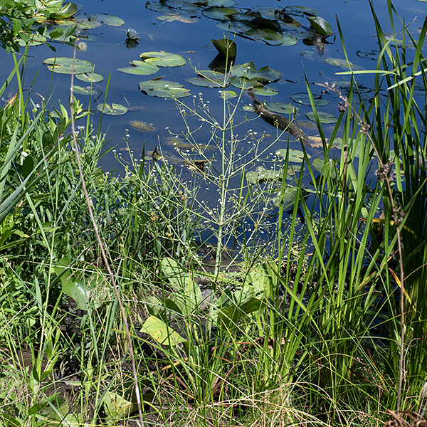 Water plantain is another plantain that's not a plantain, but it does look like one. This plant is an emergent aquatic with a basal rosette of large (up to 7"x 4"), hairless leaves with long petioles that are filled with a distinctive spongy tissue (like a cellular foam); the leaves are (largely) parallel-veined. A tall (up to 3') highly-branched, whorled inflorescence rises from the center of the basal rosette. The fruit is a 1/4" wide ring of flat seeds. Water plantain is apparently popular with muskrats. Small-flowered water plantain (Alisma subcordatum) is more common in Illinois, but not known from Jackson Park; water plantain and small-flowered water plantain are nearly identical, but the latter has smaller flowers (1/8") and the petals and sepals on the flower are the same length.