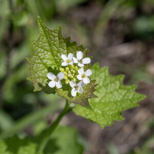 A short, sparsely-branched plant with alternate leaves. Flowers are clustered at the apex of the plant. Each 1/4"-3/8" wide flower has 4 white petals, 4 light green sepals, 6 stamens with yellow anthers and a stout, cylindrical style; the stigma is a flat disc. Garlic mustard's leaves are superficially similar to ground ivy (Glechoma hederacea), but less rounded; the flowers of each species are distinctive. A highly aggressive woodland invader introduced from  Eurasia as an edible herb.
