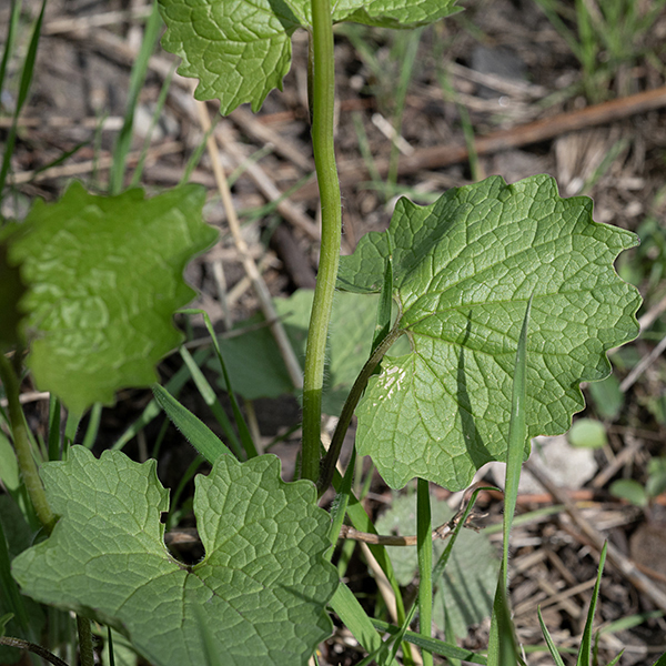 A short, sparsely-branched plant with alternate leaves. Stems and leaf petioles are variably hairy while leaf blades are hairless (except for the underside of the veins). Stems are circular in section. Most leaves are heart-shaped with smoothly rounded marginal teeth (rather like a surrealistic gear) and boldly defined veins.