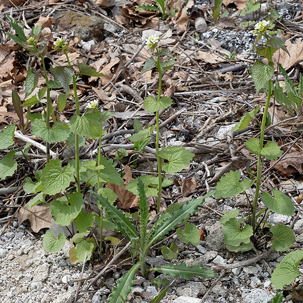 Garlic mustard is a short, sparsely-branched plant with alternate leaves. Garlic mustard's leaves are superficially similar to ground ivy (Glechoma hederacea), but less rounded and larger; the flowers of each species are distinctive. A highly aggressive woodland invader introduced from Eurasia as an edible herb.