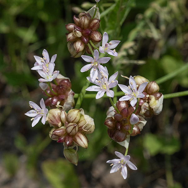 Wild garlic's flower stalk holds a 1-2" wide inflorescence surrounded by 2-3 bracts; the bracts dry to a papery, off-white membrane tapering to a long point that contains flower buds on a pedicle, bulblets without pedicles, or both. When open, the flowers (~1/2" across) are each elevated on a 3/4" pedicle and exhibit six white, light pink or pink, sharply pointed tepals (= petals + sepals), six stamens, and a central light green ovary with a single style. Allium canadense is the most common Allium here; it can be distinguished from other native species by the presence of the aerial bulblets. The other common species in Jackson Park (nodding onion, Allium cernuum) is easily distinguished by the "nodding" of the entire inflorescence. (Neither of these is the "wild onion" Chicago is named for; that is Allium tricoccum.)