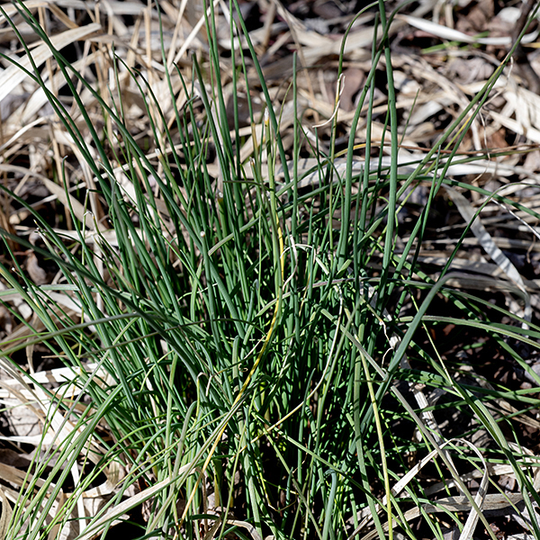 Wild garlic's leaves are long (6-12"), narrow (1/8"), flat, solid (no cavity), with a weak keel; they sheath the lower third of the stem. The flower stalk holds a 1-2" wide inflorescence surrounded by 2-3 bracts; the bracts dry to a papery, off-white membrane tapering to a long point.