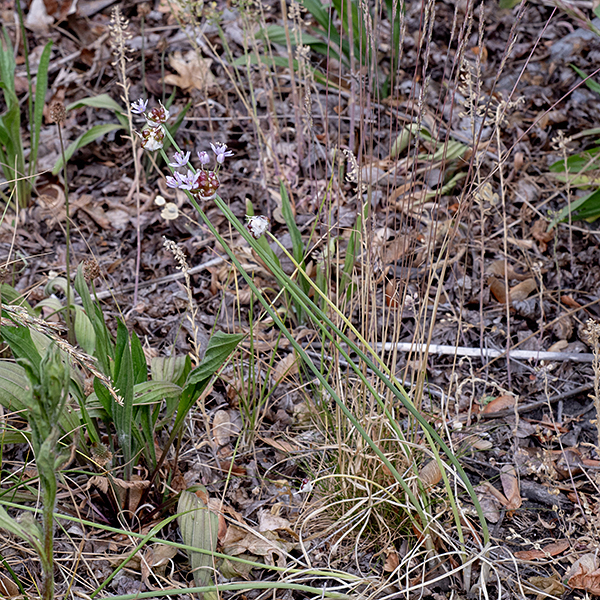 Wild garlic's leaves are long (6-12"), narrow (1/8"), flat, solid (no cavity), with a weak keel; they sheath the lower third of the stem. The flower stalk holds a 1-2" wide inflorescence surrounded by 2-3 bracts; the bracts dry to a papery, off-white membrane tapering to a long point. The other common species in Jackson Park (nodding onion, Allium cernuum) is easily distinguished by the "nodding" of the entire inflorescence. (Neither of these is the "wild onion" Chicago is named for; that is Allium tricoccum.)