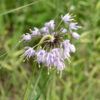 Nodding onion's flower stalks are 12-18" tall, smooth, nearly vertical, and bend 180° at their tips (like a shepherd's crook); the ~2" wide flower cluster hangs below.  Each of the 40-60 flowers hangs from a 1/2-1" hairless pedicel; each white, light pink, or light lavender flower has six tepals (three true petals and three similar-appearing sepals), six stamens (with yellow anthers) that extend well beyond the petals, and a single ovary with a style at least as long as the stamens. This is our only wild onion that "nods" so should be easy to identify. It's very popular with bees.
