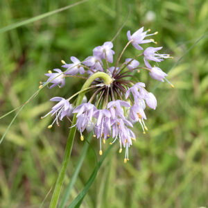 Nodding onion's flower stalks are 12-18" tall, smooth, nearly vertical, and bend 180° at their tips (like a shepherd's crook); the ~2" wide flower cluster hangs below.  Each of the 40-60 flowers hangs from a 1/2-1" hairless pedicel; each white, light pink, or light lavender flower has six tepals (three true petals and three similar-appearing sepals), six stamens (with yellow anthers) that extend well beyond the petals, and a single ovary with a style at least as long as the stamens. This is our only wild onion that "nods" so should be easy to identify. It's very popular with bees.