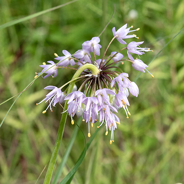 Nodding onion's flower stalks are 12-18" tall, smooth, nearly vertical, and bend 180° at their tips (like a shepherd's crook); the ~2" wide flower cluster hangs below.  Each of the 40-60 flowers hangs from a 1/2-1" hairless pedicel; each white, light pink, or light lavender flower has six tepals (three true petals and three similar-appearing sepals), six stamens (with yellow anthers) that extend well beyond the petals, and a single ovary with a style at least as long as the stamens. This is our only wild onion that "nods" so should be easy to identify. It's very popular with bees.