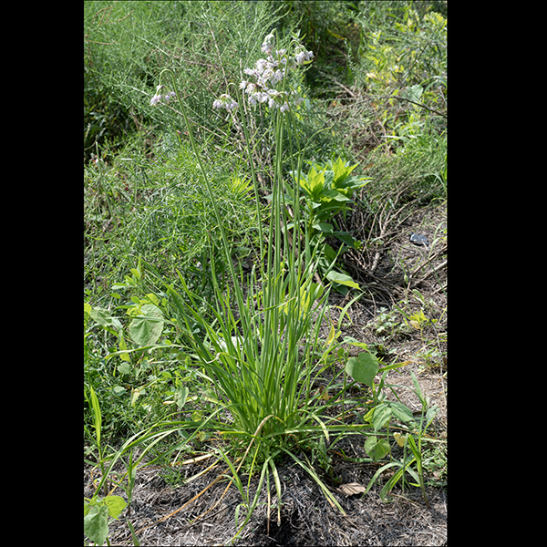 Nodding onion's leaves are very long (up to 12"), narrow (3/8"), flattened and grass like, and solid (no cavity).  The fruit is a 1/8" wide, 3-compartment capsule, each containing a single black seed. This is our only wild onion that "nods" so should be easy to identify. It's very popular with bees.