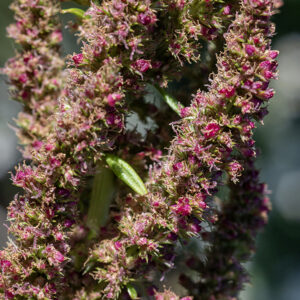 The end of green/red amaranthus stem bears a bristly panicle of tiny flowers up to 18" tall; the flowers are either staminate (male) or pistillate (female), but both occur on each plant. The flowers are wind pollinated. Flowers lack petals but have five pink sepals 2 mm long with pointed tips (which, together with associated 3-4 mm long, red bracts, produce the bristly appearance). Male flowers have five stamens while female flowers have a single ovary with three stigmas.